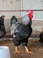 Barnevelder span, Dieren en Toebehoren, Meerdere dieren, Kip