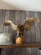 Opgezette Sperwer op stronkje, Ophalen of Verzenden, Gebruikt, Vogel, Opgezet dier