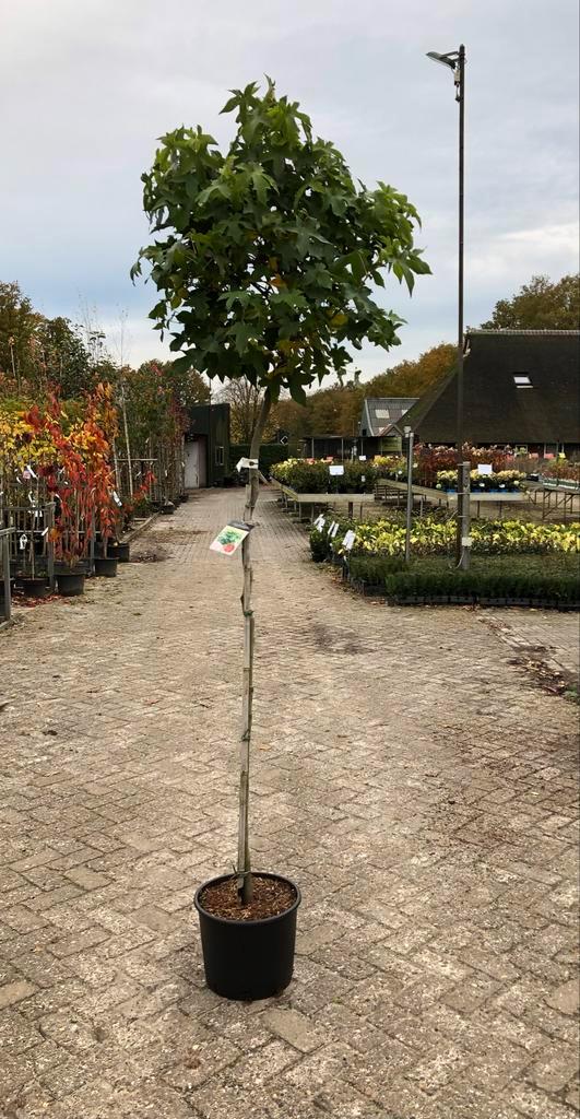 Liquidambar gumm ball, Tuin en Terras, Planten | Bomen, Overige soorten, 100 tot 250 cm, Volle zon, Bloeit niet, In pot, Ophalen