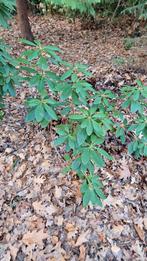 Kleine Rhododendrons, zelf uitgraven, Tuin en Terras, Planten | Bomen, Ophalen, Halfschaduw, Overige soorten, Lente