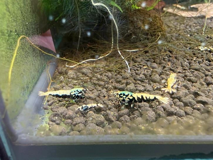 Galaxy Boa garnalen (offspring van Blue Metallic Boa), Dieren en Toebehoren, Vissen | Aquariumvissen, Zoetwatervis, Kreeft, Krab of Garnaal