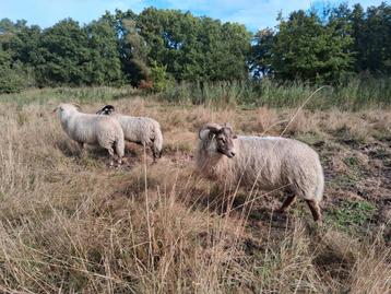 Mooie Drentse Heiderammen beschikbaar voor biedingen