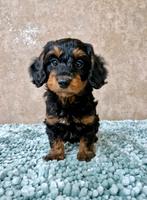Langhaar dwerg teckel x toy poedel pups, Dieren en Toebehoren, Honden | Chihuahua's en Gezelschapshonden, Nederland, Overige rassen