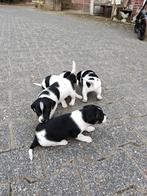 Jack Russell pups, Jack Russell Terriër, 8 tot 15 weken, Meerdere, Meerdere dieren