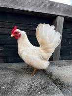 Serama hen, Dieren en Toebehoren, Pluimvee, Vrouwelijk, Kip