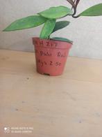 Hoya pubicalyx red potmaat 8.5 nummer H217, Huis en Inrichting, Kamerplanten, Ophalen of Verzenden, Overige soorten, Minder dan 100 cm
