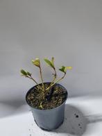 Skimmia te koop, Ophalen, Overige soorten, Volle zon