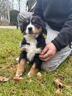 Berner/sennen pup (Teefje), Teef, Parvo, Eén hond, Nederland