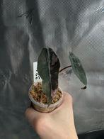 Alocasia Chantrieri Pink Variegated 3.2, Ophalen of Verzenden, Halfschaduw, Minder dan 100 cm