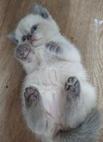 Britse korthaar kittens grijs 550 euro wit 650 euro, Dieren en Toebehoren, Katten en Kittens | Raskatten | Korthaar