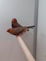 Diverse kleuren Zebravinken, Meerdere dieren, Tropenvogel, Geringd