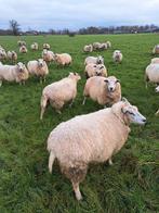 Drachtige schapen, Vrouwelijk, Schaap