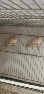 Putter koppel, Meerdere dieren, Wildzangvogel