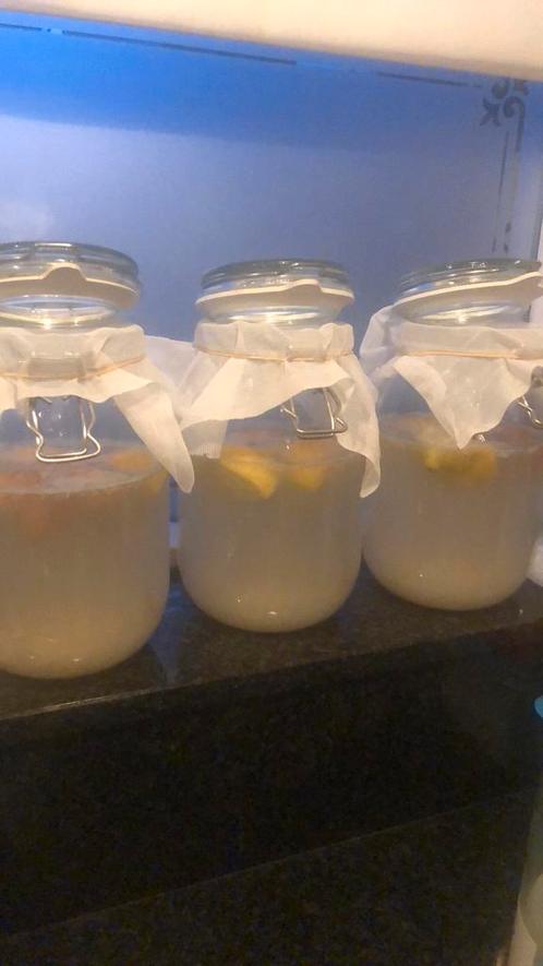 Waterkefir korrels 100 gram, Diversen, Levensmiddelen, Ophalen of Verzenden