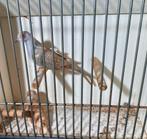 Koppel rode diamant duifjes, Meerdere dieren, Tropenvogel