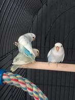 Agaponissen., Dieren en Toebehoren, Vogels | Overige Vogels, Meerdere dieren, Tam