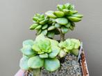 Echeveria Rolly Variegated, Ophalen of Verzenden, Vetplant, Halfschaduw, Minder dan 100 cm