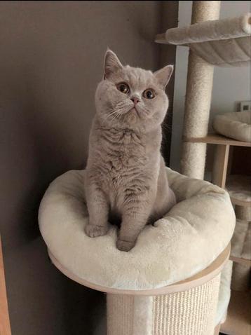 Britse korthaar fawn dekkater met stamboom  beschikbaar voor biedingen