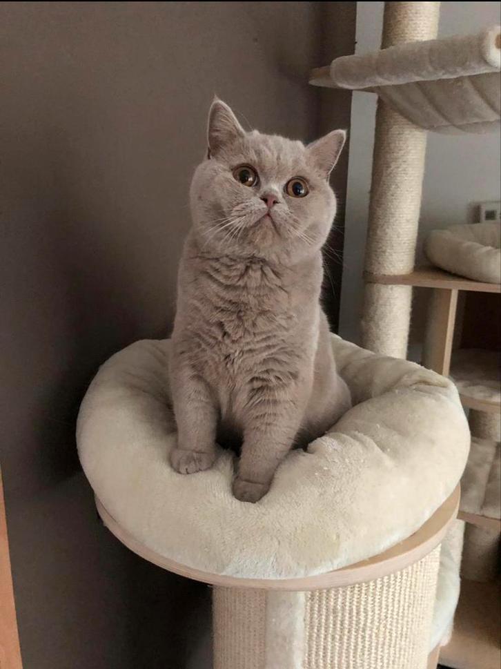 Britse korthaar fawn dekkater met stamboom, Dieren en Toebehoren, Katten en Kittens | Dekkaters