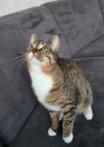 Nieuw huisje gezocht voor Tijgertje, Dieren en Toebehoren, Kater, 0 tot 2 jaar