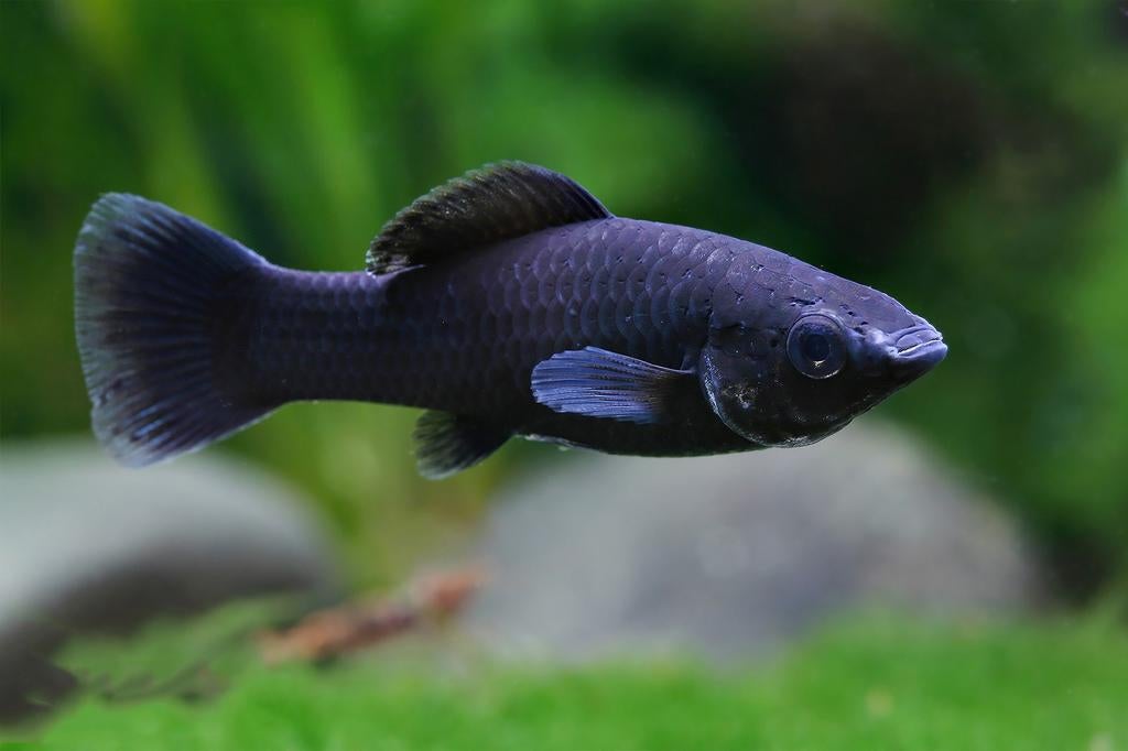 Tekoop, Dieren en Toebehoren, Vissen | Aquariumvissen, Vis