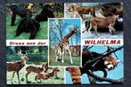 Gruss aus der Wilhelma, Bad Cannstatt, Gorilla, leeuw, panda, Verzenden, 1960 tot 1980, Ongelopen, Wild dier