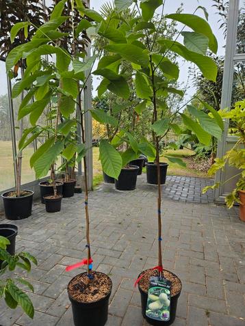 Asimina triloba Maria's Joy / pawpaw boom / eetbare vruchten beschikbaar voor biedingen