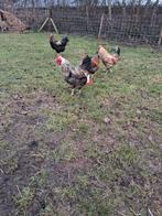 Scharel hanen, Ophalen