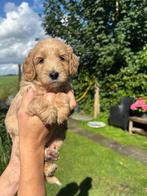 Labradoodle pups, Dieren en Toebehoren, CDV (hondenziekte), 8 tot 15 weken, Meerdere, Meerdere dieren