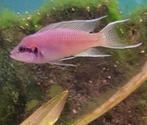 Koppel Prinses van Burundi, Dieren en Toebehoren, Vissen | Aquariumvissen, Vis, Zoetwatervis