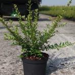 Struikkamperfoelie Lonicera Elegant en Maigrun 25/40cm, Ophalen