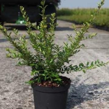 Struikkamperfoelie Lonicera Elegant en Maigrun 25/40cm  beschikbaar voor biedingen