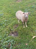 Dekram, Dieren en Toebehoren, Schapen, Geiten en Varkens, Mannelijk, Schaap, 0 tot 2 jaar