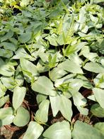 Kousenband plantjes 1,00 per pot., Volle zon, Groenteplanten, Eenjarig, Ophalen of Verzenden