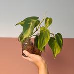 Philodendron Scandens Brasil • 3 gewortelde stekjes, Huis en Inrichting, Kamerplanten, Overige soorten, Minder dan 100 cm, Groene kamerplant