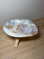 Abalone schelp, Verzamelen, Mineralen en Fossielen, Ophalen of Verzenden, Schelp(en)