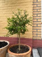 Citrus Australische Kaviaar Limoen Plant, Ophalen, Overige soorten