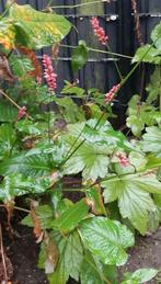 Pollen knoopjeskruid, Tuin en Terras, Planten | Tuinplanten, Ophalen, Siergrassen, Volle zon