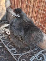 3 hanen, 3 hennen zijdehoender, Dieren en Toebehoren, Pluimvee, Meerdere dieren, Kip