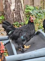 Cochin haan (13 weken), Dieren en Toebehoren, Pluimvee, Mannelijk, Kip