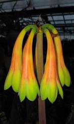 Caudex Cyrtanthus obliquus uit Zuid Afrika potmaat 9cm, Overige soorten, Ophalen of Verzenden, In pot, Minder dan 100 cm