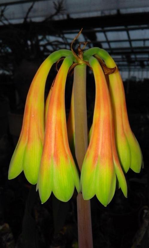 Caudex Cyrtanthus obliquus uit Zuid Afrika potmaat 9cm, Huis en Inrichting, Kamerplanten, Overige soorten, Minder dan 100 cm, Bloeiende kamerplant