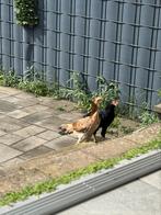 Parrot beak, Meerdere dieren, Kip
