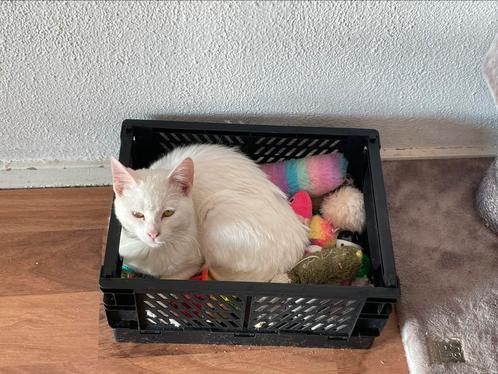 Aspri 7 mnd uit Cyprus nu in de opvang in Amsterdam, Dieren en Toebehoren, Katten en Kittens | Overige Katten