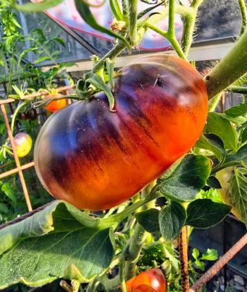 Tomaat Ananas blue  beschikbaar voor biedingen