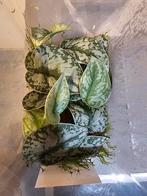 Scindapsus stekken in mos geworteld, Overige soorten, Minder dan 100 cm, Groene kamerplant, Halfschaduw