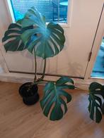 Monstera Deliciosa Kamerplant, Huis en Inrichting, Ophalen, Overige soorten, Halfschaduw, In pot