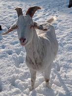 2 gecastreerde bokken, Dieren en Toebehoren, Vrouwelijk, Geit