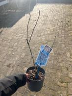 Sambucus struik - Sierheester voor uw tuin!, Ophalen, Overige soorten, Struik, Minder dan 100 cm