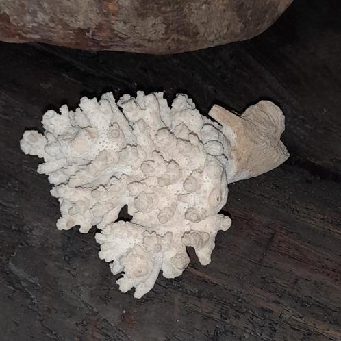 Bloemkoolkoraal koraal, Verzamelen, Mineralen en Fossielen, Overige typen, Ophalen of Verzenden